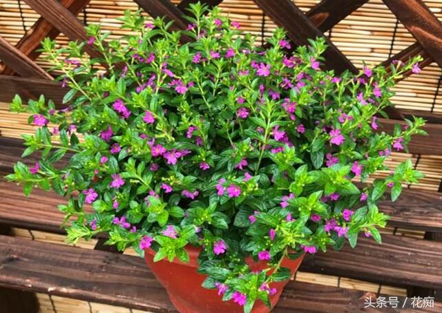 观赏性,但是今天花痴要分享的,并不是这种可以用来做干花的满天星品种