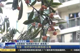 治咳嗽的“枇杷叶煮水”有毒？专家提醒您枇杷新叶和果核都没毒视频封面