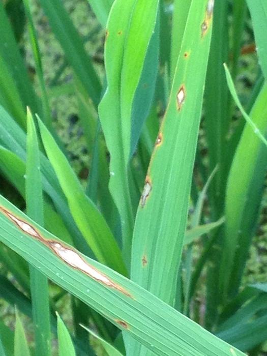 植物有哪些病害图片,良心总结!作物病害图例及解决方案 - 冷求网
