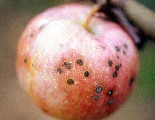 苹果甜瓜防治药剂:代森锰锌,戊唑醇,烯唑醇,腐霉利,晴菌唑,嘧菌脂,氟