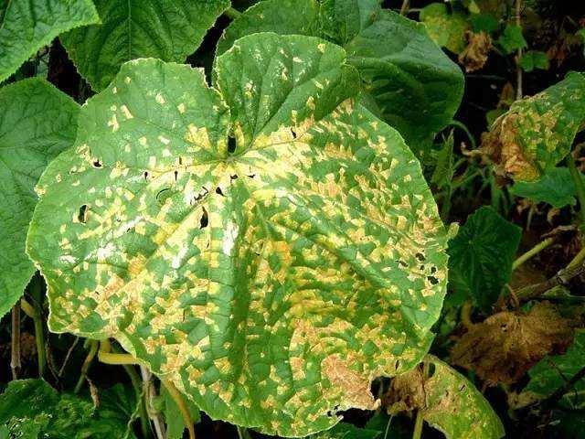 氢氧化铜,松脂酸铜,乙蒜素,中生菌素,硫酸链霉素,三乙磷酸铝