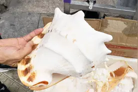 青岛街头卖各种各样海螺饰品，这个皇冠螺卖80，贵吗？视频封面