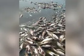 酷暑天水库升温，沈阳3万斤鱼“热死”