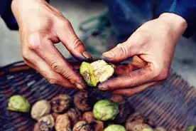 青核桃汁沾手上洗不掉？教你几招，洗得又快又干净