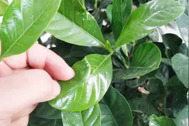 手把手教你修剪栀子花，这里掐一下，戳中它的开花穴，花芽不停冒视频封面