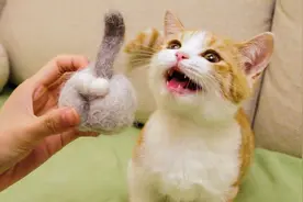 铲屎官撸秃猫咪，做成毛毡猫蛋蛋，橘猫：离了吧，日子过不下去了