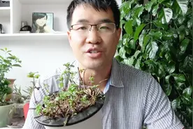 快要干死的薄荷怎样救？只需2步！