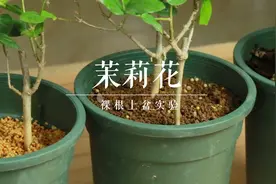 茉莉花裸根换土实验，这种土最靠谱了视频封面