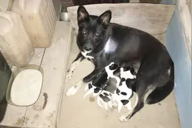 农村土狗在外面下了狗崽知道叫主人去取回家、谁看了都感动