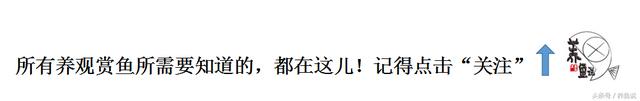孔雀鱼好不好养?3分钟学会这最简单的饲养繁殖方法