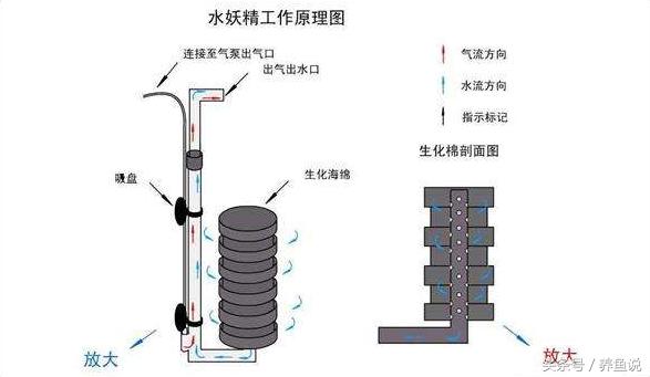 孔雀鱼好不好养?3分钟学会这最简单的饲养繁殖方法
