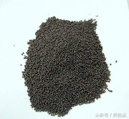 孔雀鱼好不好养?3分钟学会这最简单的饲养繁殖方法