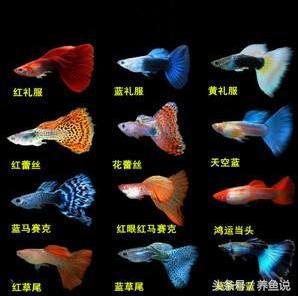 孔雀鱼好不好养?3分钟学会这最简单的饲养繁殖方法