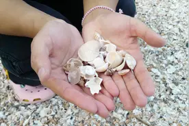 为什么去泰国旅游时，一定不要捡贝壳？视频封面