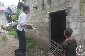 小妞和幺叔喂鸭子时，惊喜的发现两个大鸭蛋，不枉费多日悉心照料视频封面