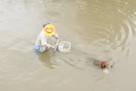雨水过腰，大爷还坚持遛狗，狗：爷爷我错了，我们回家吧视频封面