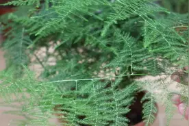 文竹飙芽认准“它”，7天浇一“吸管”，一个月后“狂暴”新芽！视频封面