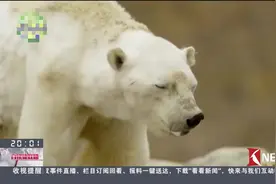 北极惊现30度高温天气，北极熊真要被“热死”了吗？视频封面