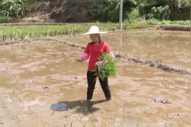 广西农村是怎么插田的？妹子捧起秧盘就乱扔，好像很好玩哦！视频封面