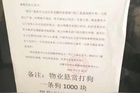 逮一条狗奖励千元 合肥一小区物业高价悬赏伤人流浪狗引争议图片