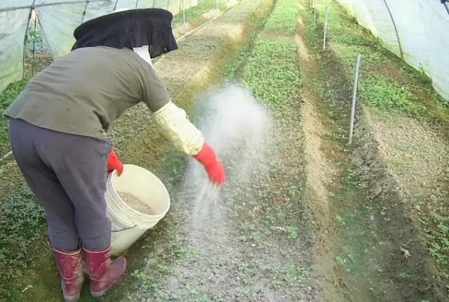 当下气温较高，15天足可沤制好花生麸液肥，果农需了解5个关键点