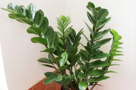 金钱树的树干树叶干枯发皱？这三个要点不注意，养一盆死一盆视频封面