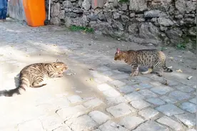 家里的猫咪老师无缘无故的炸毛，你知道是什么原因吗？是有原因的视频封面
