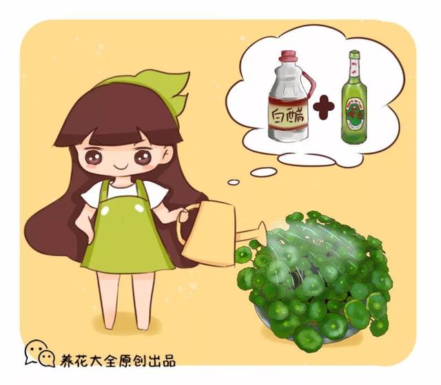 啤酒里加点料，花喝了呼呼长，一夏天蹿3米！