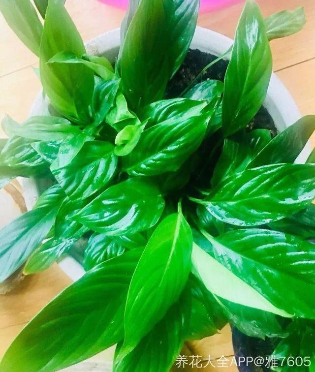 啤酒里加点料，花喝了呼呼长，一夏天蹿3米！