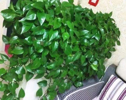 啤酒里加点料，花喝了呼呼长，一夏天蹿3米！