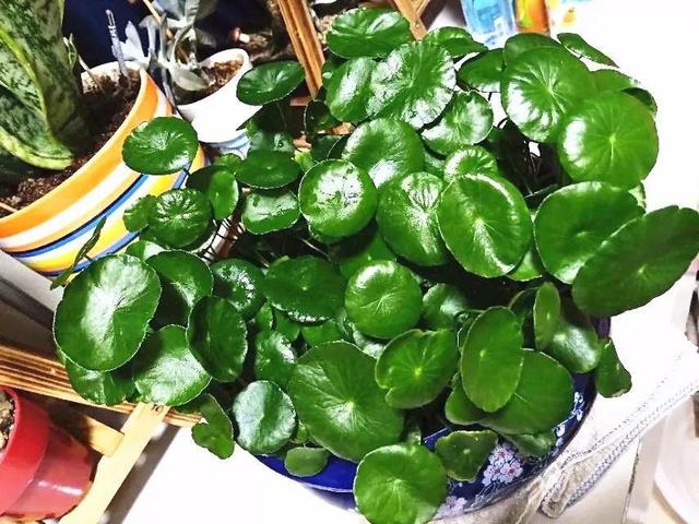 啤酒里加点料，花喝了呼呼长，一夏天蹿3米！