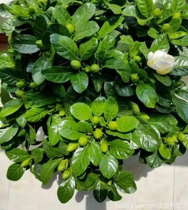 啤酒里加点料，花喝了呼呼长，一夏天蹿3米！