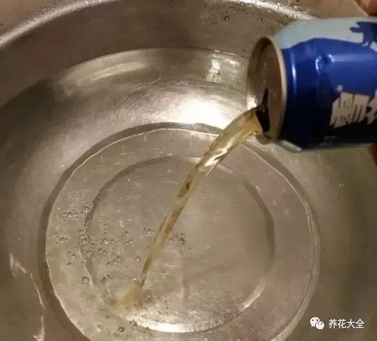 啤酒里加点料，花喝了呼呼长，一夏天蹿3米！