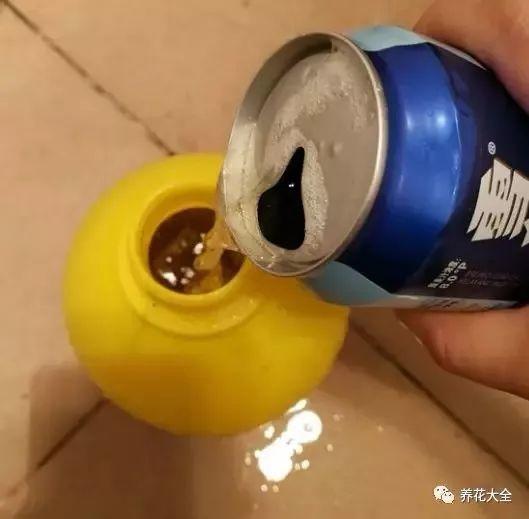 啤酒里加点料，花喝了呼呼长，一夏天蹿3米！