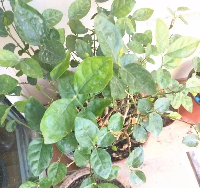 啤酒里加点料，花喝了呼呼长，一夏天蹿3米！