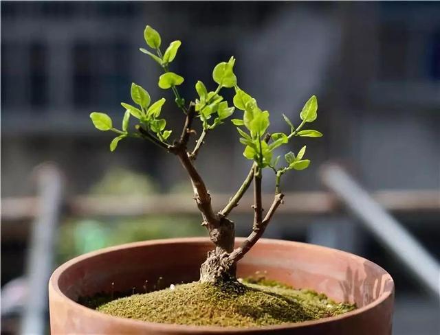 啤酒里加点料，花喝了呼呼长，一夏天蹿3米！