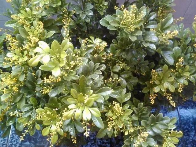 啤酒里加点料，花喝了呼呼长，一夏天蹿3米！