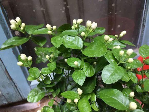 啤酒里加点料，花喝了呼呼长，一夏天蹿3米！