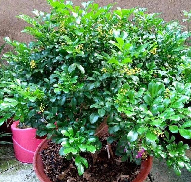 啤酒里加点料，花喝了呼呼长，一夏天蹿3米！