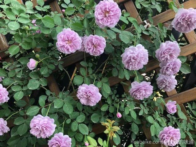 啤酒里加点料，花喝了呼呼长，一夏天蹿3米！