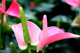 白掌、红掌、粉掌变绿掌，教你3招，叶片绿油油，花开艳丽！