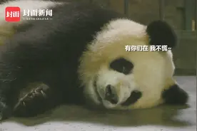 刚出生就做手术，大熊猫崽崽“润九”缝9针视频封面