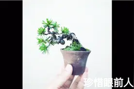 掌上微盆景制作容易，养护管理不容易，怎样正确的浇水与施肥呢？视频封面