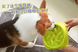 狗狗吃饭太快，容易伤害到自己，用网红缓食碗试一试？视频封面