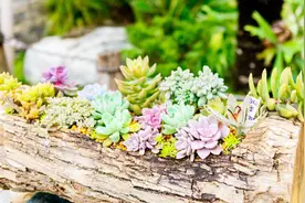 十二星座专属绿植，你爱哪种？视频封面