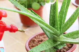 芦荟干瘪不外乎这四种情况，教你处理方法，跟“干瘪”说拜拜视频封面