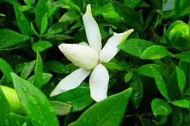 栀子花不需要花钱买了，用一个矿泉水瓶就能扦插成活，快速生根！视频封面