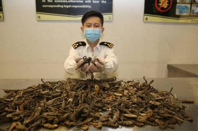 花胶过安检 2026年花胶可以带过关吗