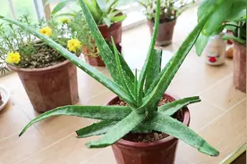 芦荟的叶片干瘪了？不用怕，这样处理，轻轻松松变得圆润又饱满视频封面