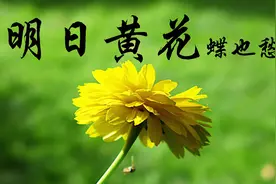 究竟是“昨日黄花”还是“明日黄花”呢？视频封面